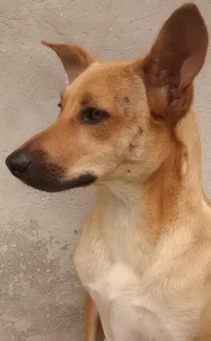 Cachorro raça vira-lata mista com cocker idade 2 anos nome Nega