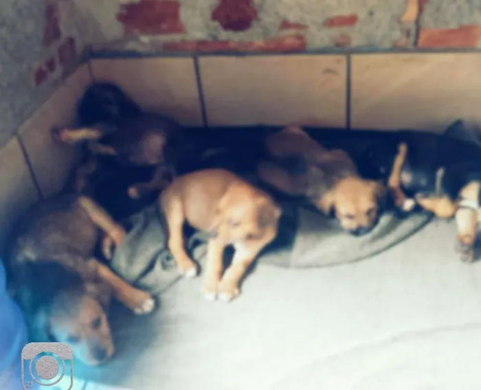 Cachorro ra a (Cachorro de rua) idade 2 a 6 meses nome Tem 4 fêmeas e 2 ma