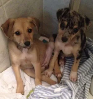 Cachorro raça SRD idade 2 a 6 meses nome filhotes