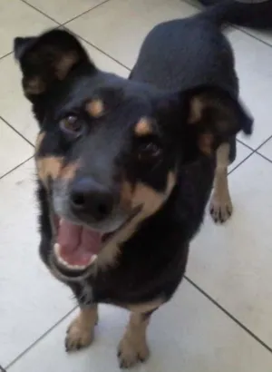 Cachorro raça SRD idade 2 anos nome Booth