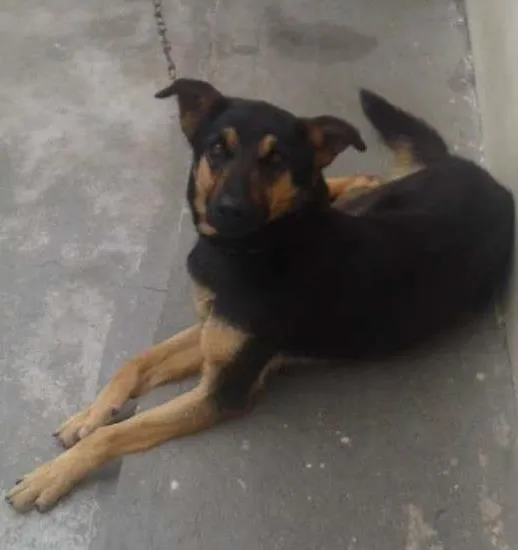 Cachorro ra a Vira-Lata idade 1 ano nome Jade