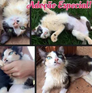 Gato raça SRD idade 7 a 11 meses nome Amora