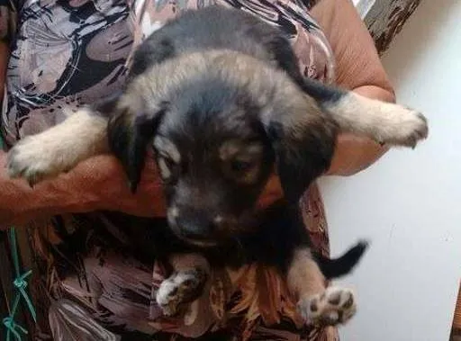 Cachorro ra a nao tem idade  nome nao tem