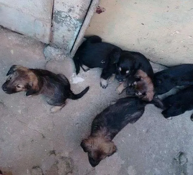 Cachorro ra a nao tem idade  nome nao tem