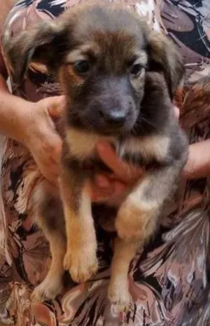 Cachorro raça não tem idade Abaixo de 2 meses nome não tem