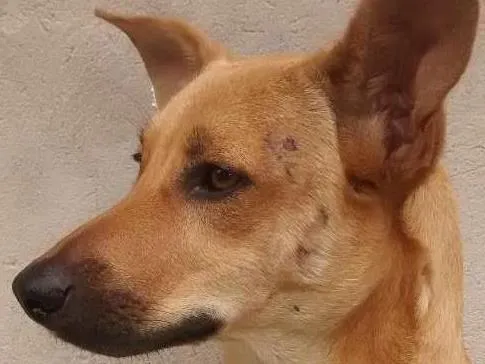 Cachorro ra a vira-lata mista com cocker idade 2 anos nome Nega