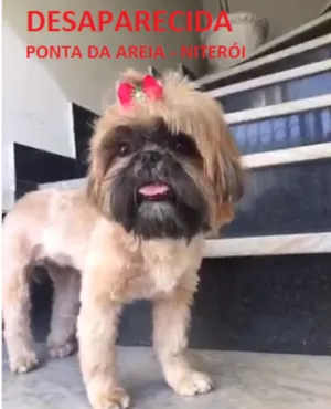 Cachorro raça Shitzu idade 2 anos nome Mabel