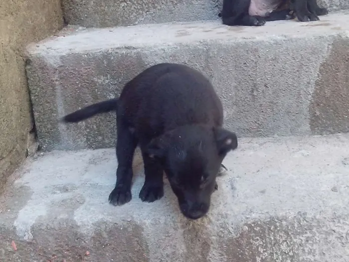 Cachorro raça Mistura de labrador com vira lata idade Abaixo de 2 meses nome Sem nome