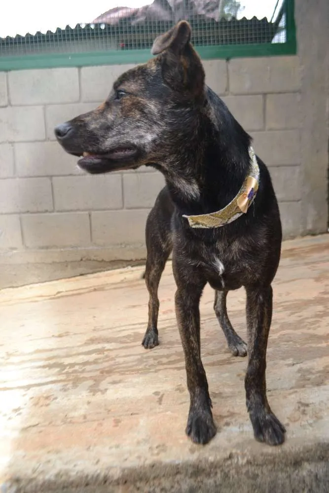 Cachorro ra a SRD idade 1 ano nome MELODY - Uma bebezo