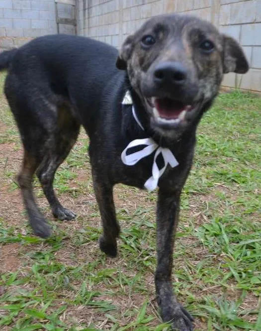 Cachorro ra a SRD idade 1 ano nome MELODY - Uma bebezo