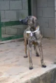 SIRI, uma doce bebe