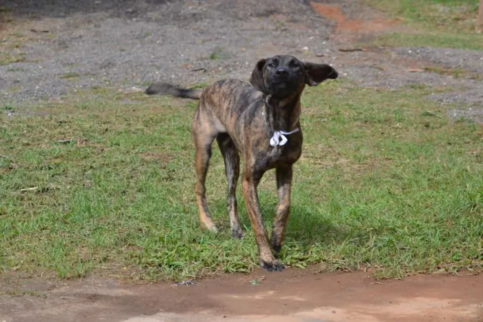 Cachorro ra a SRD idade 1 ano nome SIRI, uma doce bebe