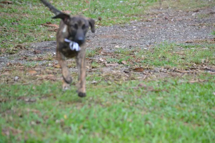 Cachorro ra a SRD idade 1 ano nome SIRI, uma doce bebe