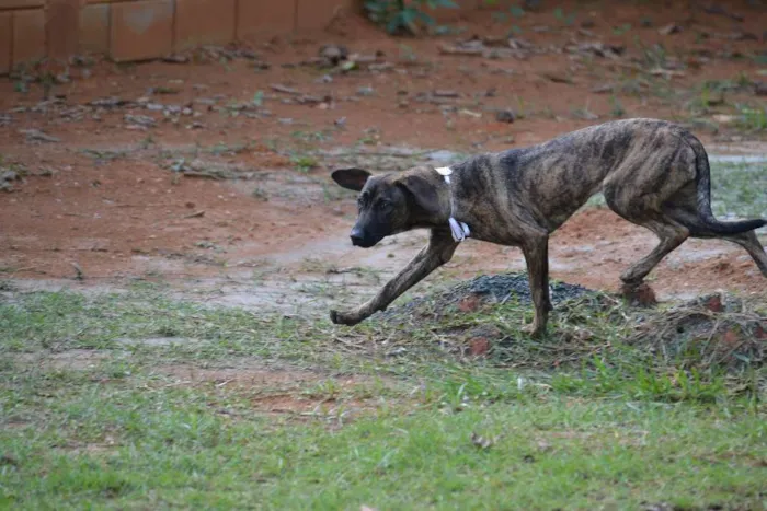 Cachorro ra a SRD idade 1 ano nome SIRI, uma doce bebe
