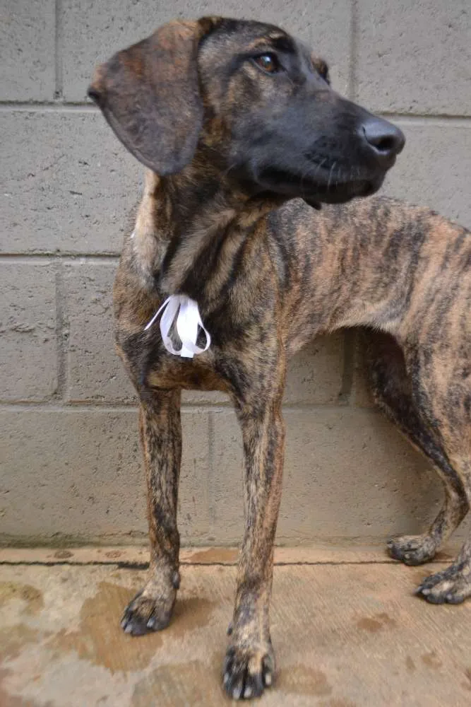 Cachorro ra a SRD idade 1 ano nome SIRI, uma doce bebe