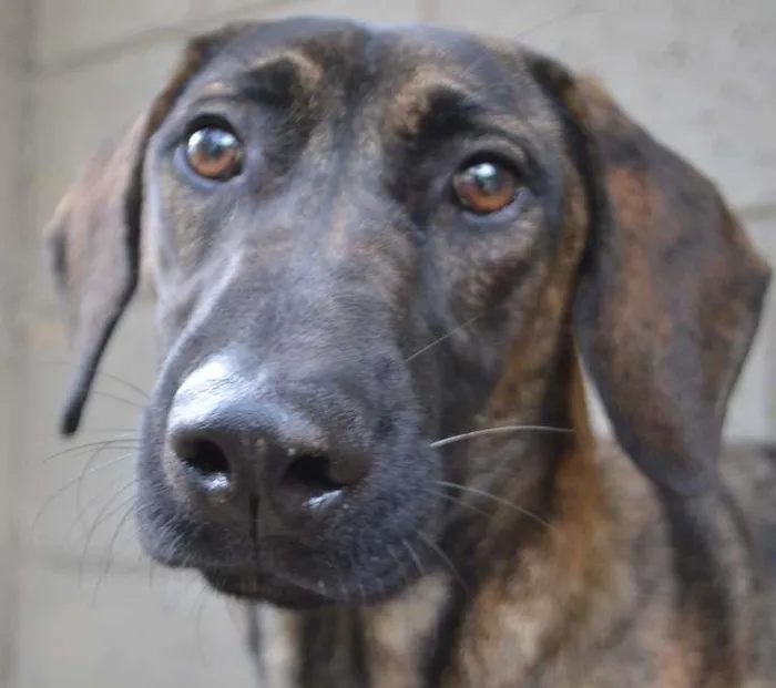 Cachorro ra a SRD idade 1 ano nome SIRI, uma doce bebe