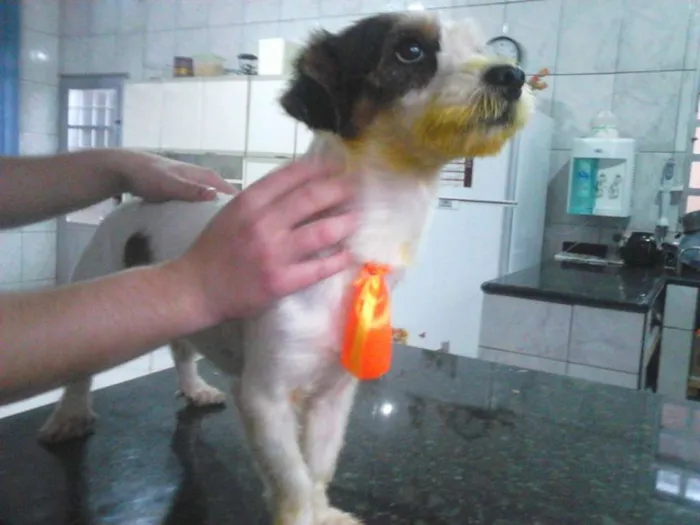 Cachorro ra a SRD idade 7 a 11 meses nome Joselito