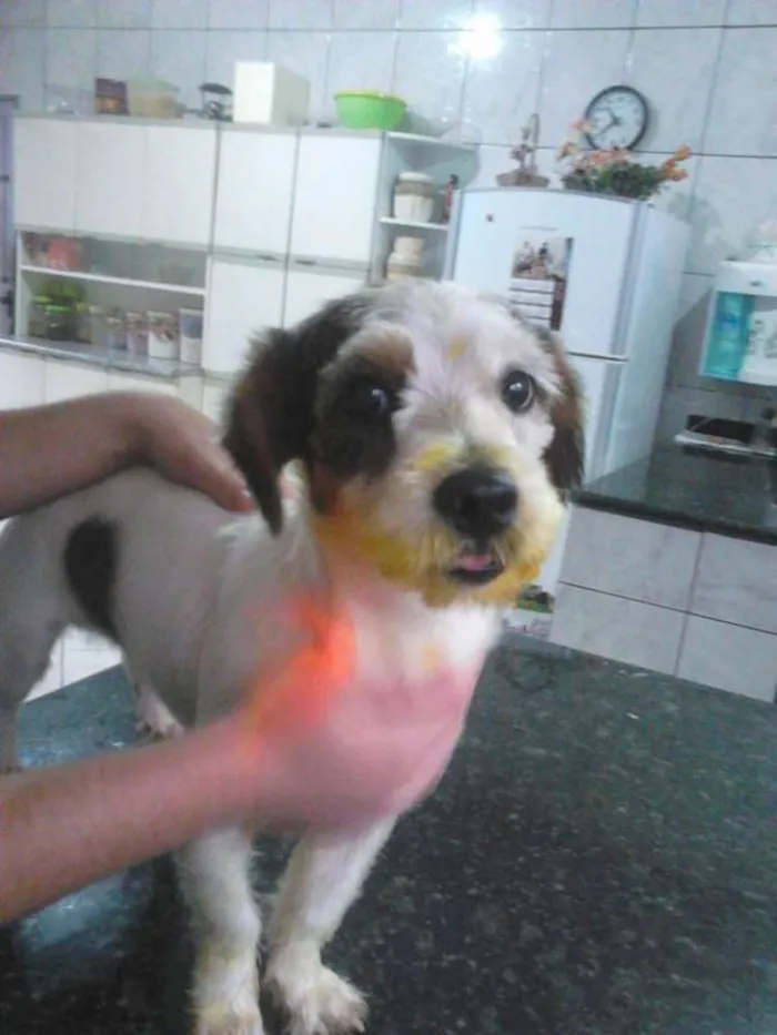 Cachorro ra a SRD idade 7 a 11 meses nome Joselito