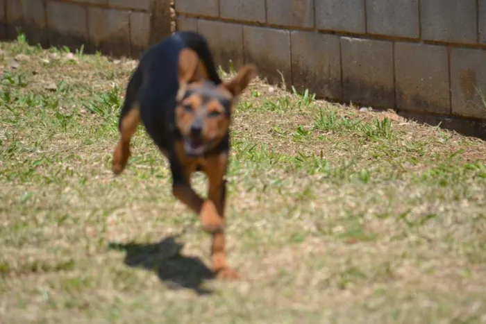 Cachorro ra a SRD idade 2 a 6 meses nome SERENA, um filhote 