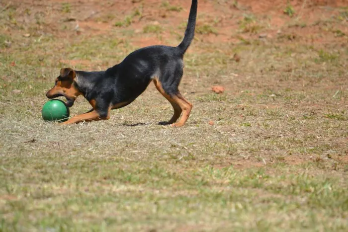 Cachorro ra a SRD idade 2 a 6 meses nome SERENA, um filhote 