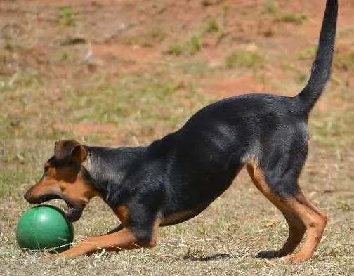 Cachorro ra a SRD idade 2 a 6 meses nome SERENA, um filhote 