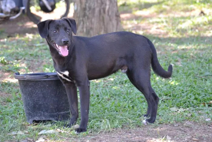 Cachorro ra a SRD idade 7 a 11 meses nome PATHOLY, um baby li