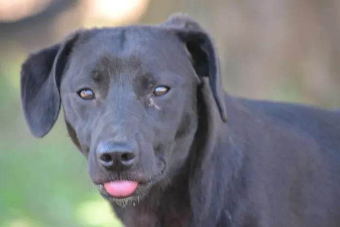 Cachorro ra a SRD idade 7 a 11 meses nome PATHOLY, um baby li