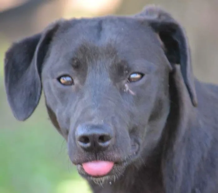 Cachorro ra a SRD idade 7 a 11 meses nome PATHOLY, um baby li