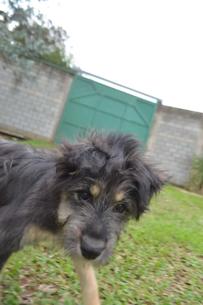 Cachorro ra a SRD idade 2 a 6 meses nome AMORINHA!
