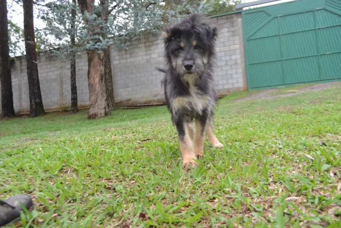 Cachorro ra a SRD idade 2 a 6 meses nome AMORINHA!