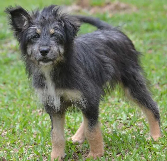 Cachorro ra a SRD idade 2 a 6 meses nome AMORINHA!