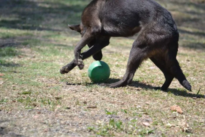 Cachorro raça SRD idade 5 anos nome LAYLA, uma guerreir