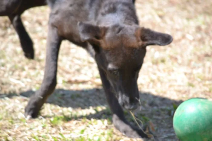 Cachorro raça SRD idade 5 anos nome LAYLA, uma guerreir