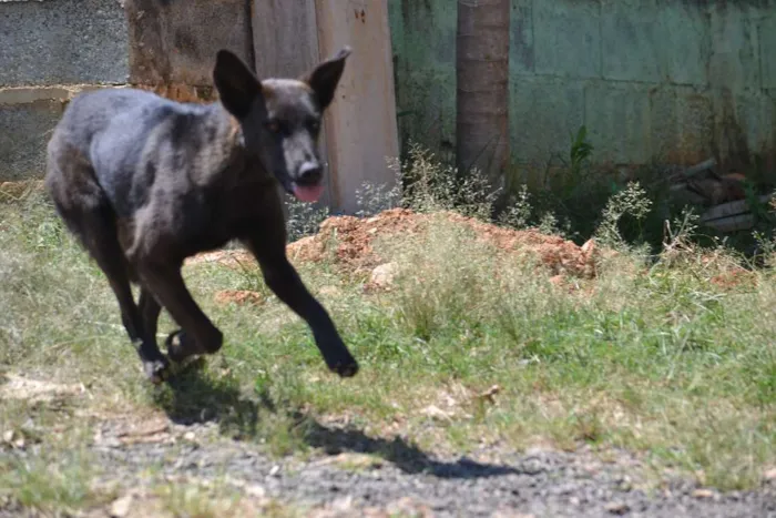 Cachorro raça SRD idade 5 anos nome LAYLA, uma guerreir