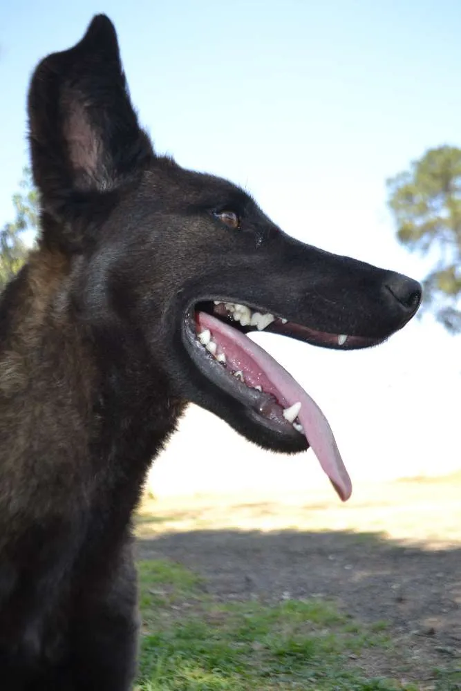 Cachorro raça SRD idade 5 anos nome LAYLA, uma guerreir