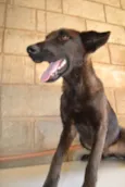 Cachorro raça SRD idade 5 anos nome LAYLA, uma guerreir