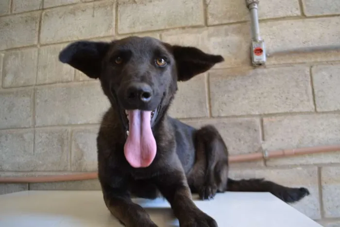 Cachorro raça SRD idade 5 anos nome LAYLA, uma guerreir