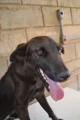 Cachorro raça SRD idade 5 anos nome LAYLA, uma guerreir