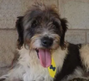 Cachorro raça SRD idade 2 anos nome MAURICIO, um cara l