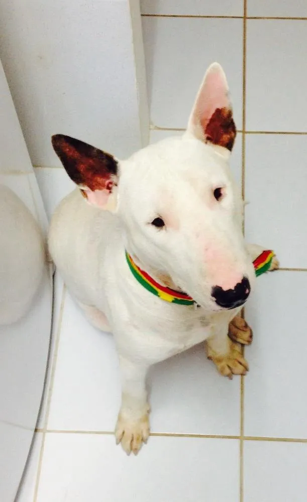 Cachorro raça Bull Terrier idade 2 anos nome Toretto 