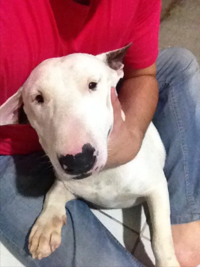 Cachorro raça Bull Terrier idade 2 anos nome Toretto 