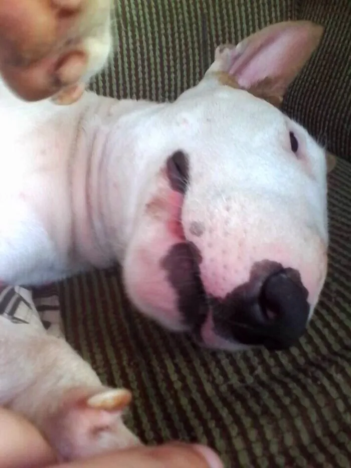 Cachorro raça Bull Terrier idade 2 anos nome Toretto 