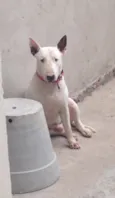 Toretto 