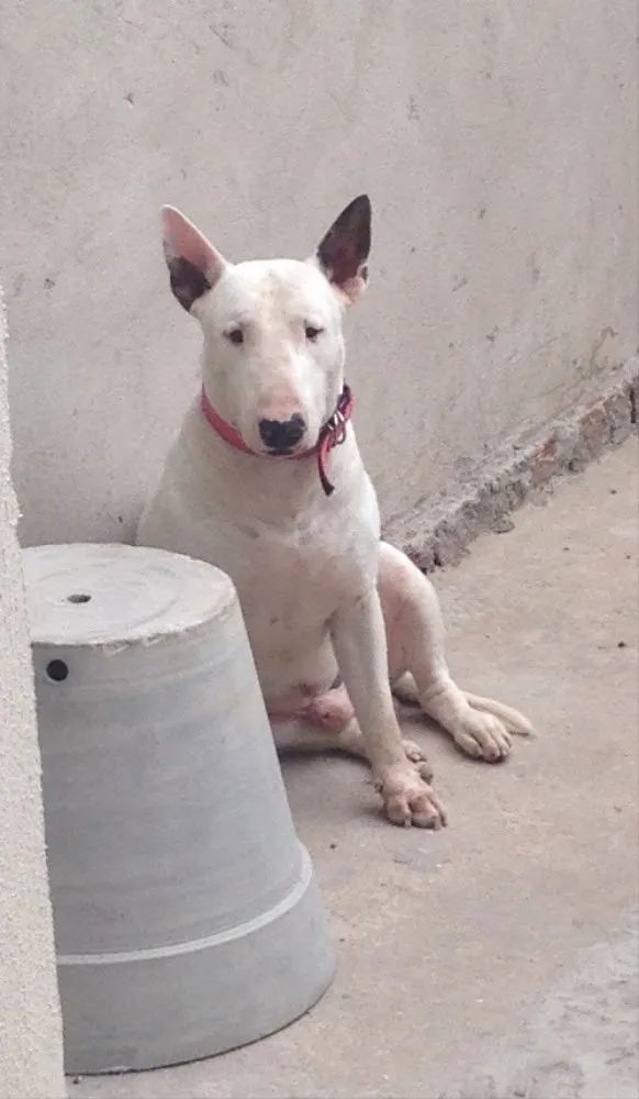 Cachorro raça Bull Terrier idade 2 anos nome Toretto 