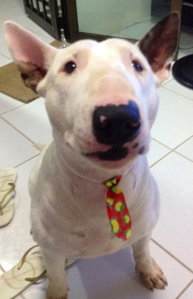 Cachorro raça Bull Terrier idade 2 anos nome Toretto 