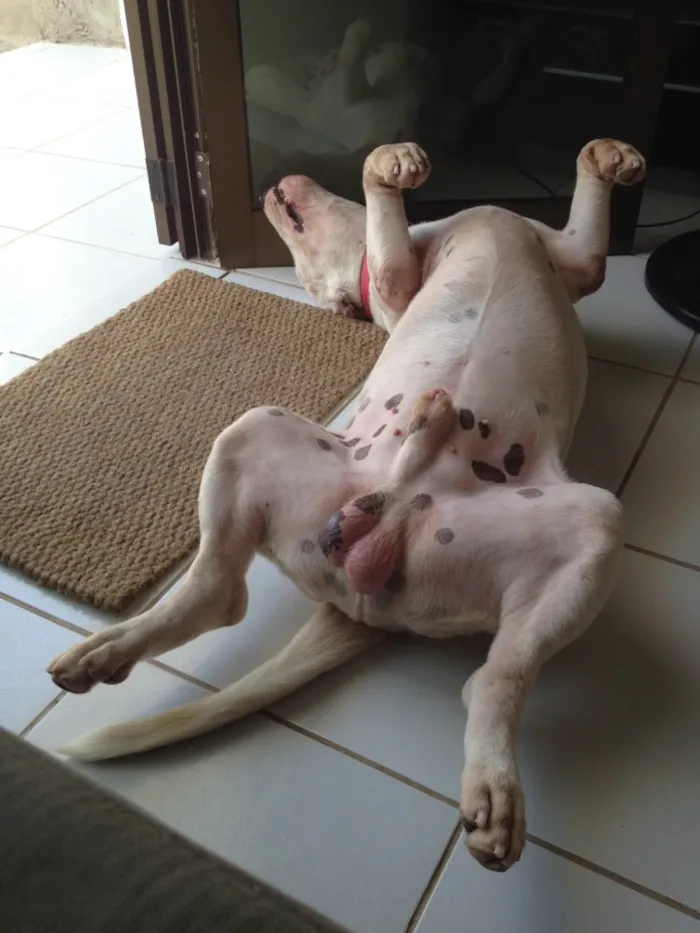 Cachorro raça Bull Terrier idade 2 anos nome Toretto 