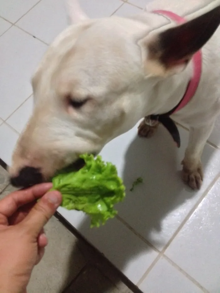 Cachorro raça Bull Terrier idade 2 anos nome Toretto 