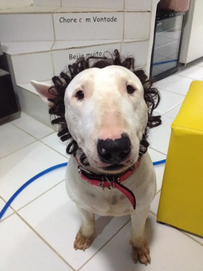 Cachorro raça Bull Terrier idade 2 anos nome Toretto 