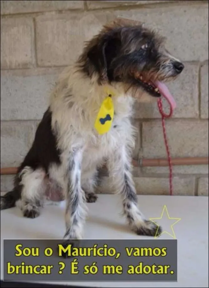 Cachorro ra a SRD idade 3 anos nome MAURICIO, uma graça!