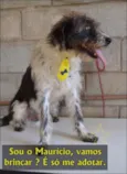 MAURICIO, uma graça!